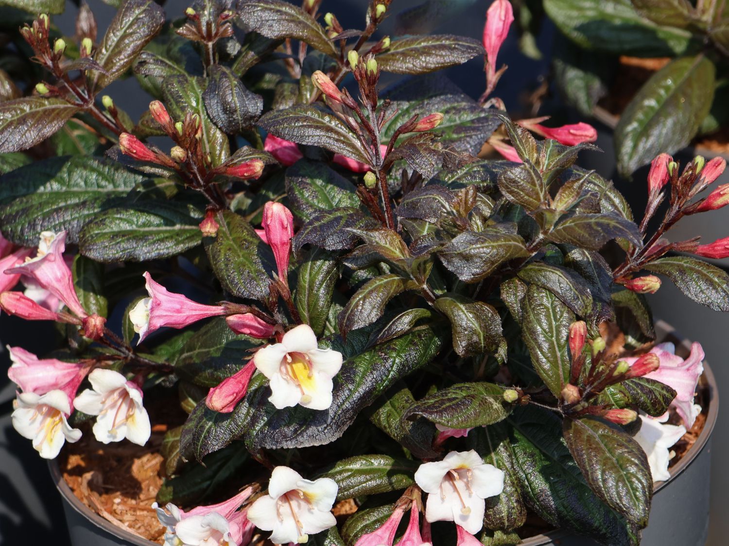 Liebliche Zwerg-Weigelie 'Vintage Love' - Weigela florida 'Vintage Love'