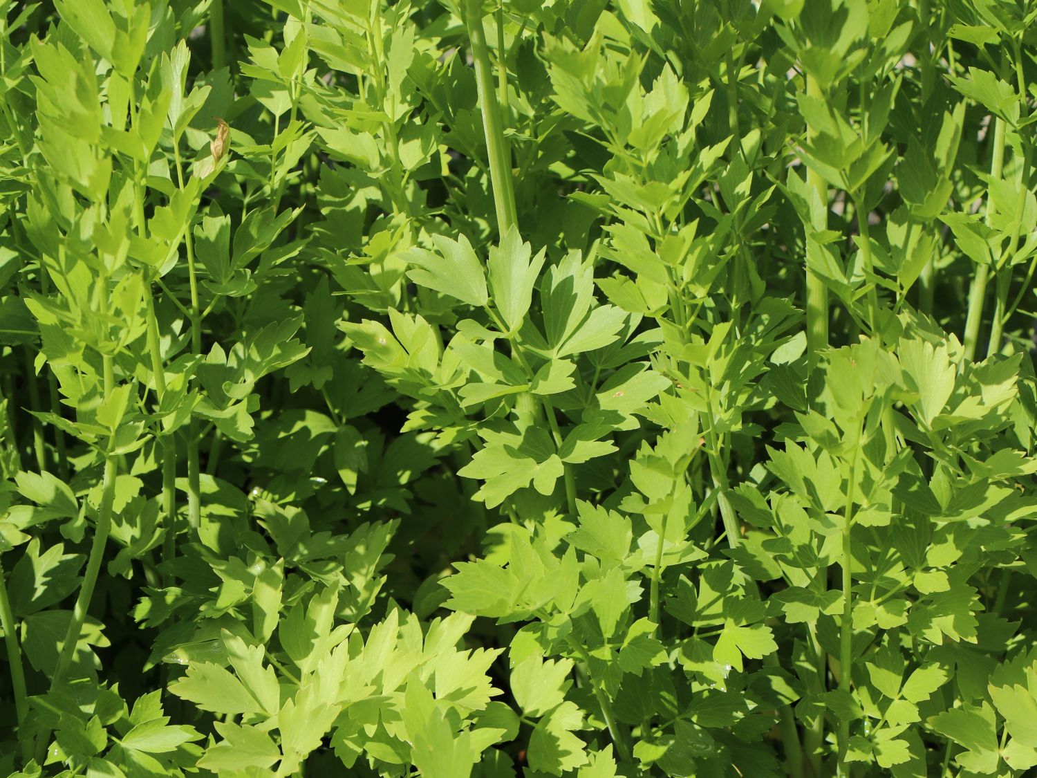 Levisticum (Levisticum)