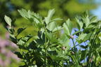 Liebstöckel / Maggikraut - Levisticum officinale