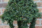 Liguster 'Laterne' - Ligustrum delavayanum 'Laterne'