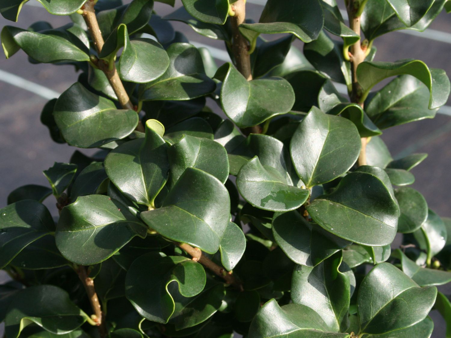 Liguster 'Rotundifolium'