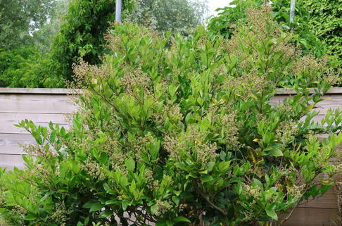 Liguster 'Texanum' - Ligustrum japonicum 'Texanum'