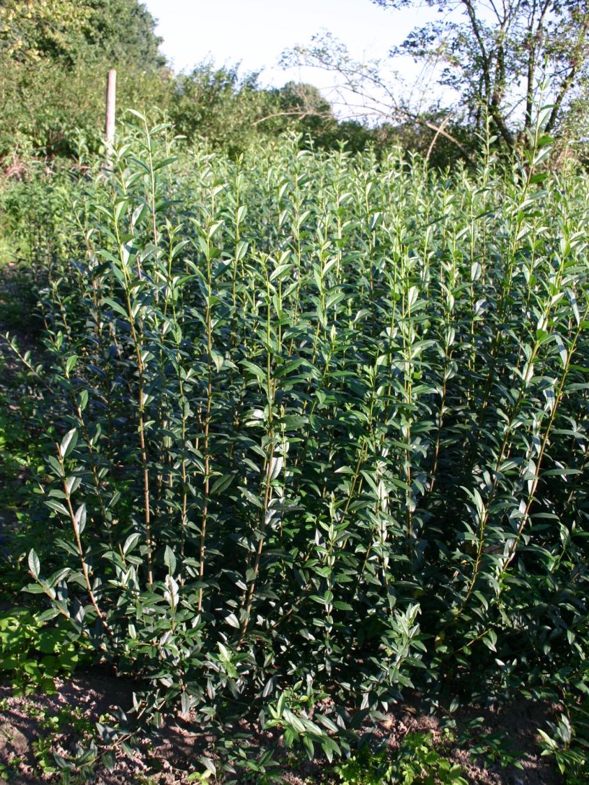 Gemeiner Liguster / Gewöhnlicher Liguster - Ligustrum vulgare