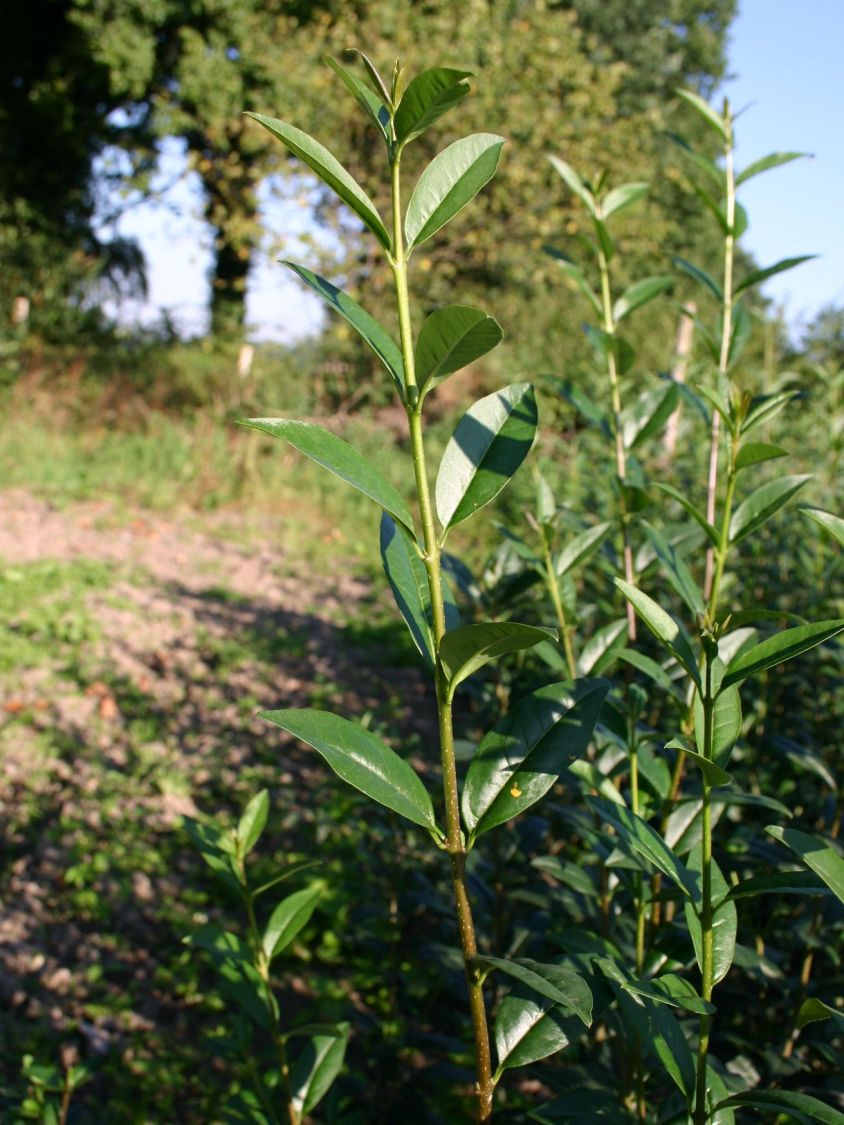 Gemeiner Liguster / Gewöhnlicher Liguster - Ligustrum vulgare