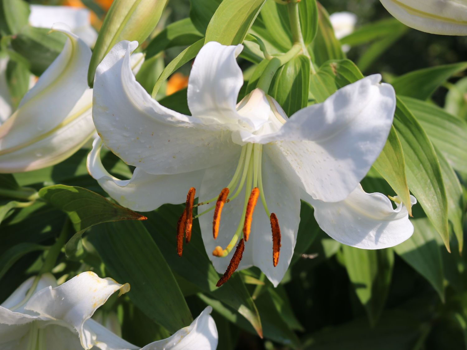 Lilie 'Casablanca' - Lilium x cultorum 'Casablanca'