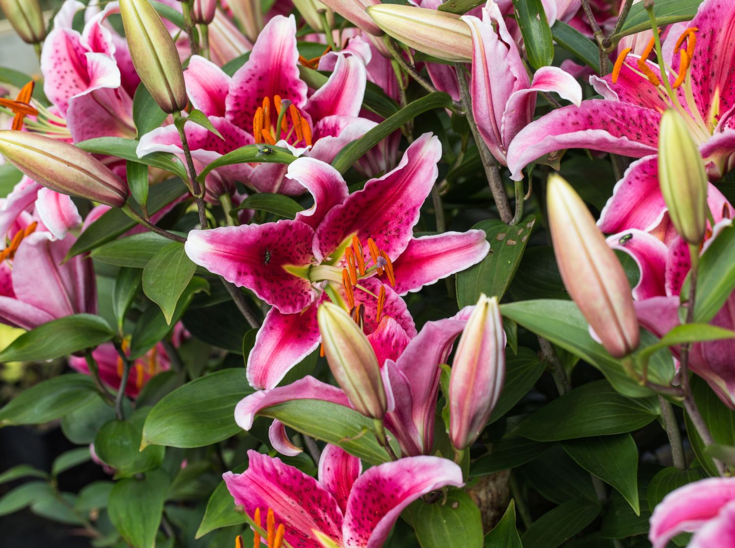 Lilienartige (Liliales)