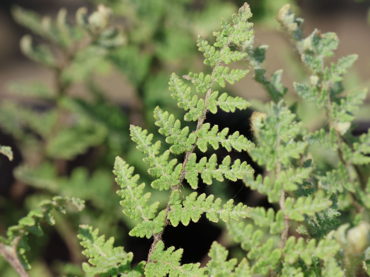 Lippenfarn - Cheilanthes lanosa