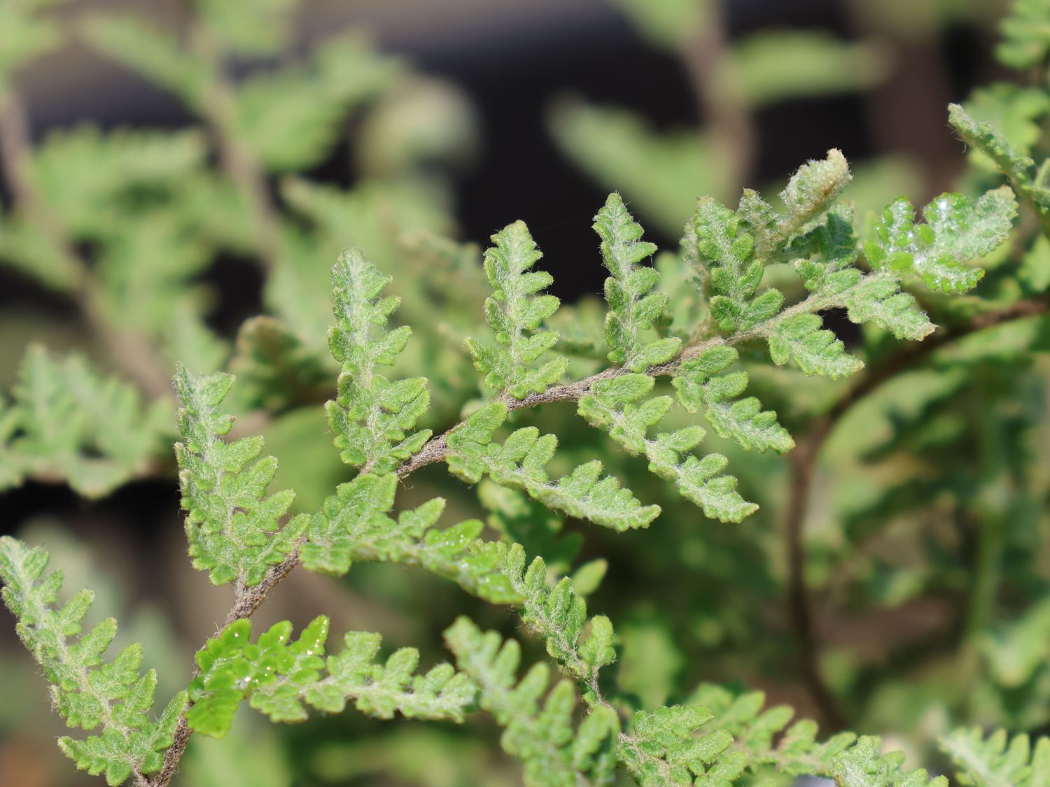 Lippenfarne (Cheilanthes)