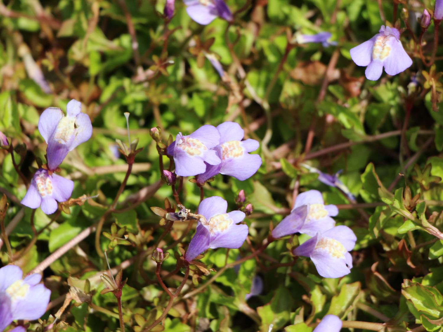 Gauklerblumengewächse (Phrymaceae)