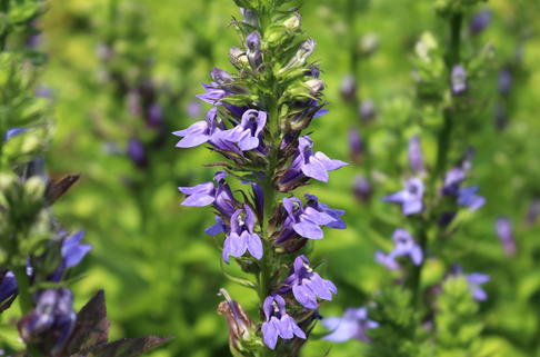 Lobelie 'Blaue Auslese' - Lobelia siphilitica 'Blaue Auslese'