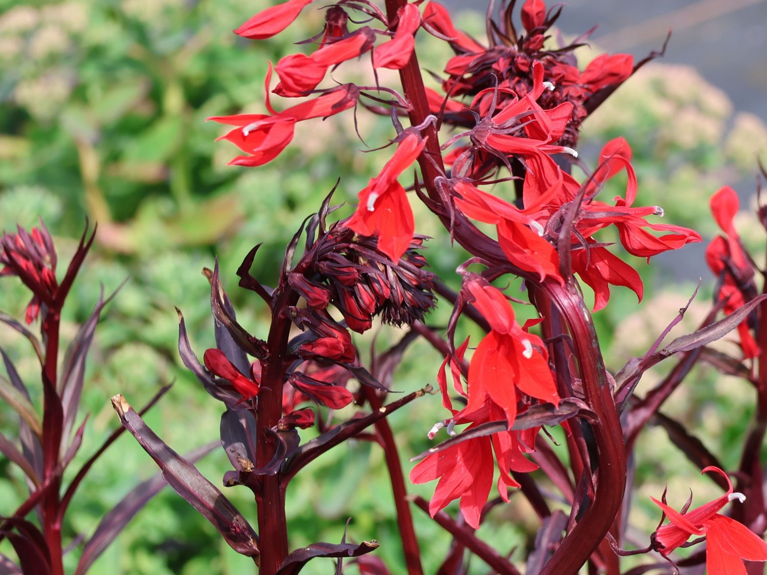 Lobelie 'Queen Victoria'