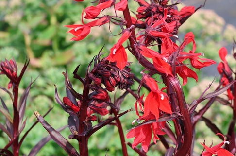 Lobelie 'Queen Victoria' - Lobelia splendens 'Queen Victoria'