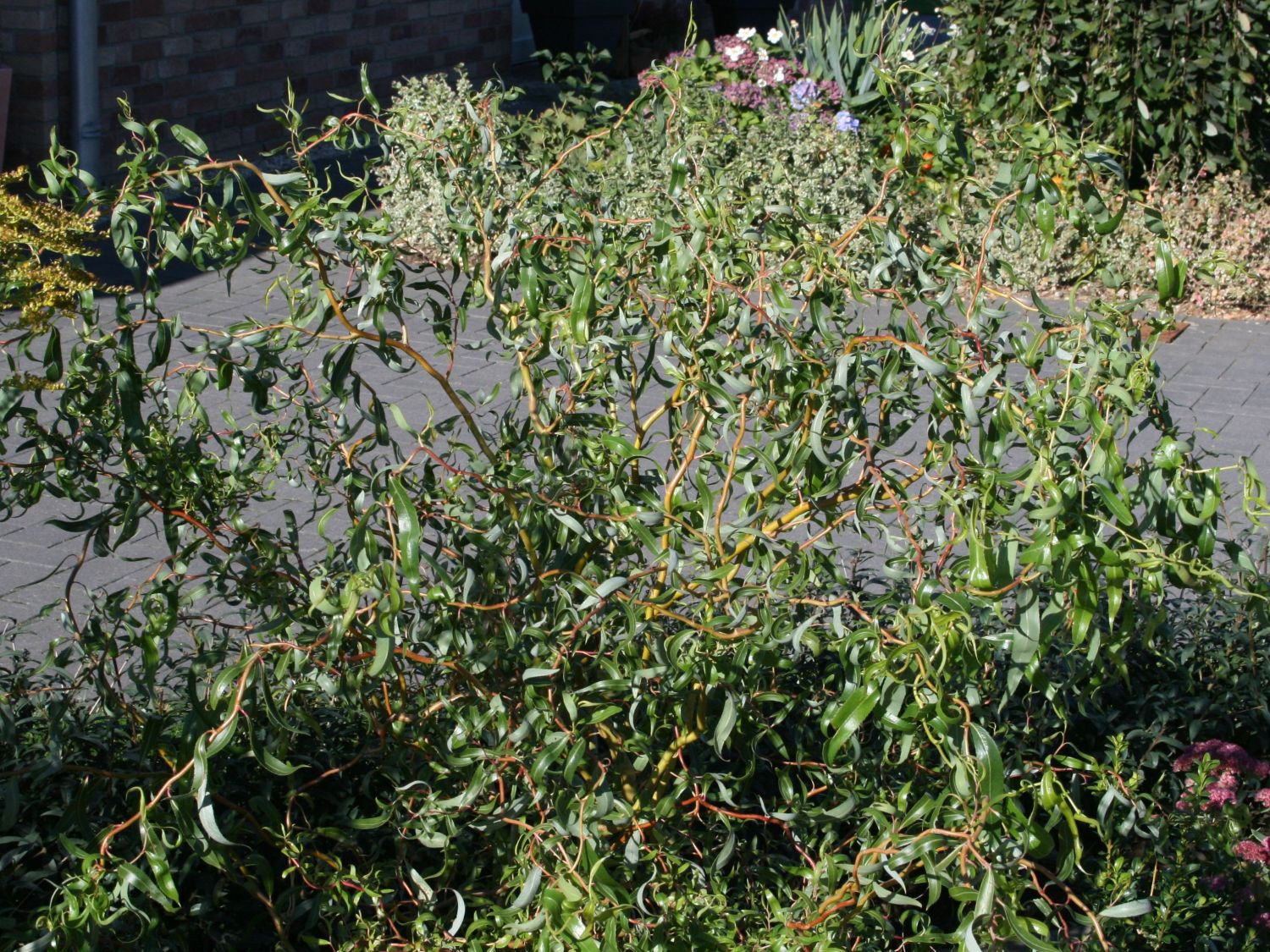 Weidengewächse (Salicaceae)