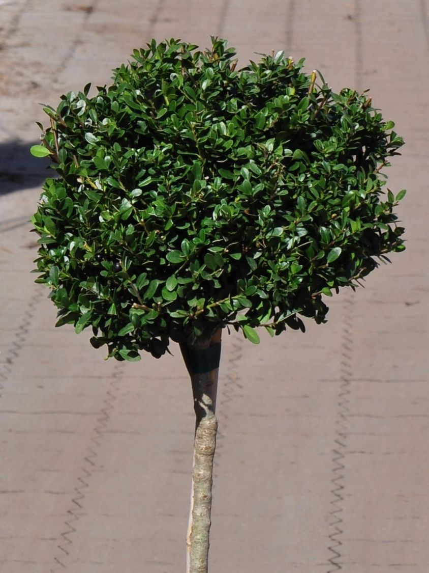 Löffel-Ilex 'Dark Green' ® (Kugel) - Ilex crenata 'Dark Green' ® (Kugel)