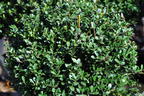 Löffel-Ilex 'Dark Green' ® (Kugel) - Ilex crenata 'Dark Green' ® (Kugel)