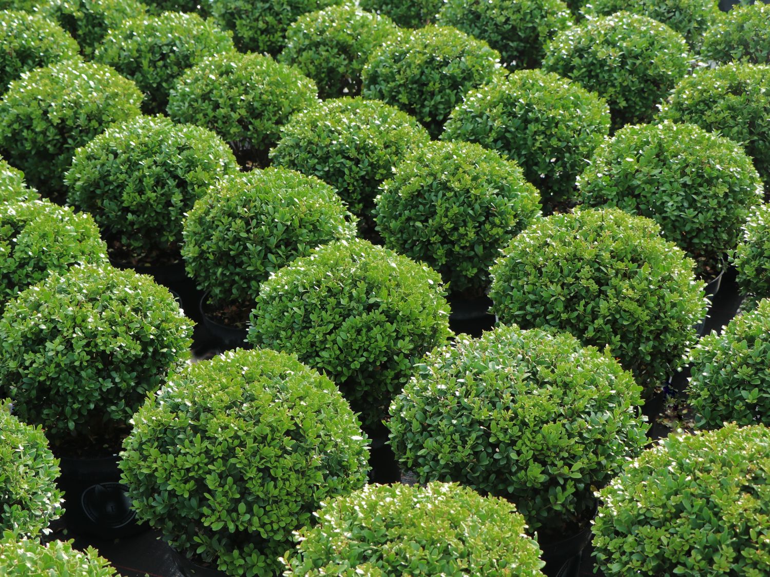 Löffel-Ilex 'Dark Green' ® (Kugel) - Ilex crenata 'Dark Green' ® (Kugel)