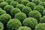 Löffel-Ilex 'Dark Green' ® (Kugel) - Ilex crenata 'Dark Green' ® (Kugel)