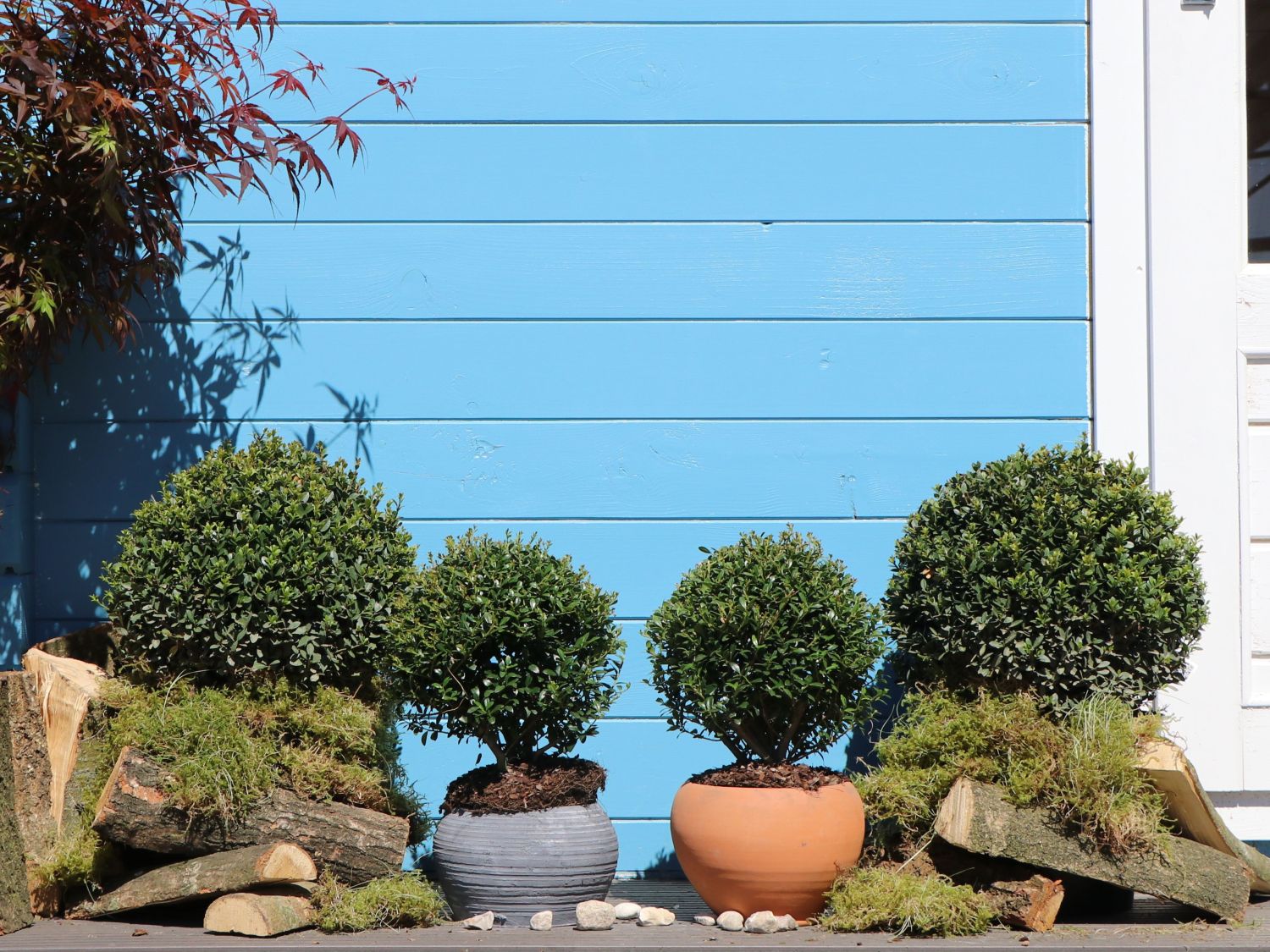 Löffel-Ilex 'Dark Green' ® (Kugel) - Ilex crenata 'Dark Green' ® (Kugel)