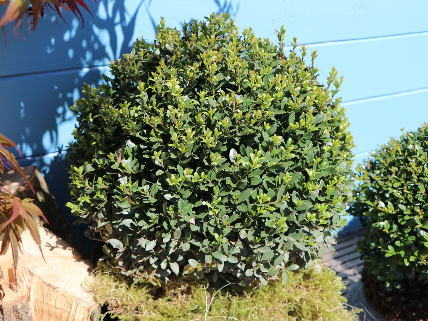 Löffel-Ilex 'Dark Green' ® (Kugel) - Ilex crenata 'Dark Green' ® (Kugel)