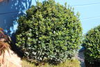 Löffel-Ilex 'Dark Green' ® (Kugel) - Ilex crenata 'Dark Green' ® (Kugel)