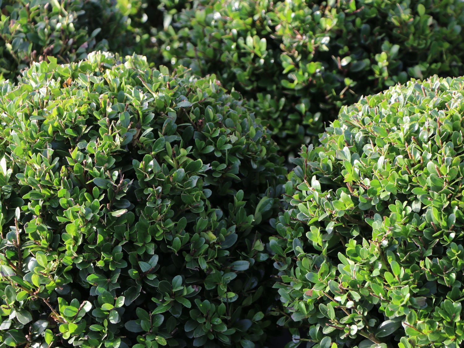 Löffel-Ilex 'Dark Green' ® (Kugel) - Ilex crenata 'Dark Green' ® (Kugel)