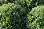 Löffel-Ilex 'Dark Green' ® (Kugel) - Ilex crenata 'Dark Green' ® (Kugel)