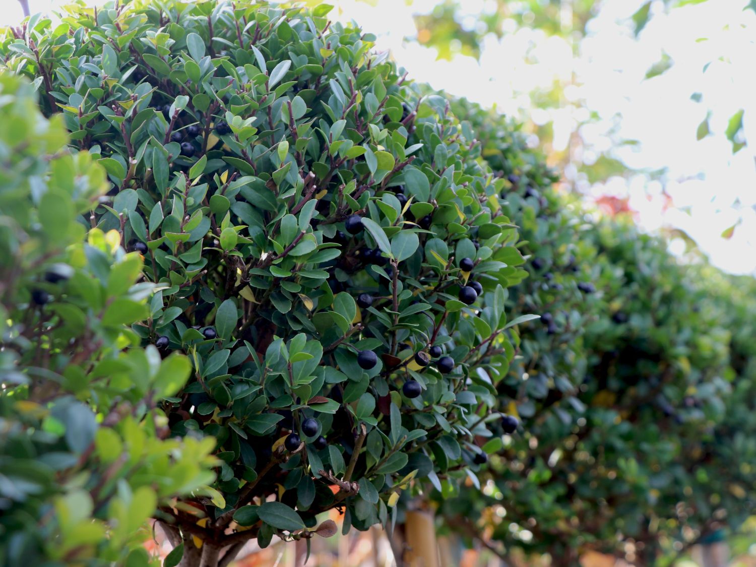 Löffel-Ilex 'Dark Green' ® (Kugel) - Ilex crenata 'Dark Green' ® (Kugel)
