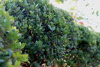 Löffel-Ilex 'Dark Green' ® (Kugel) - Ilex crenata 'Dark Green' ® (Kugel)