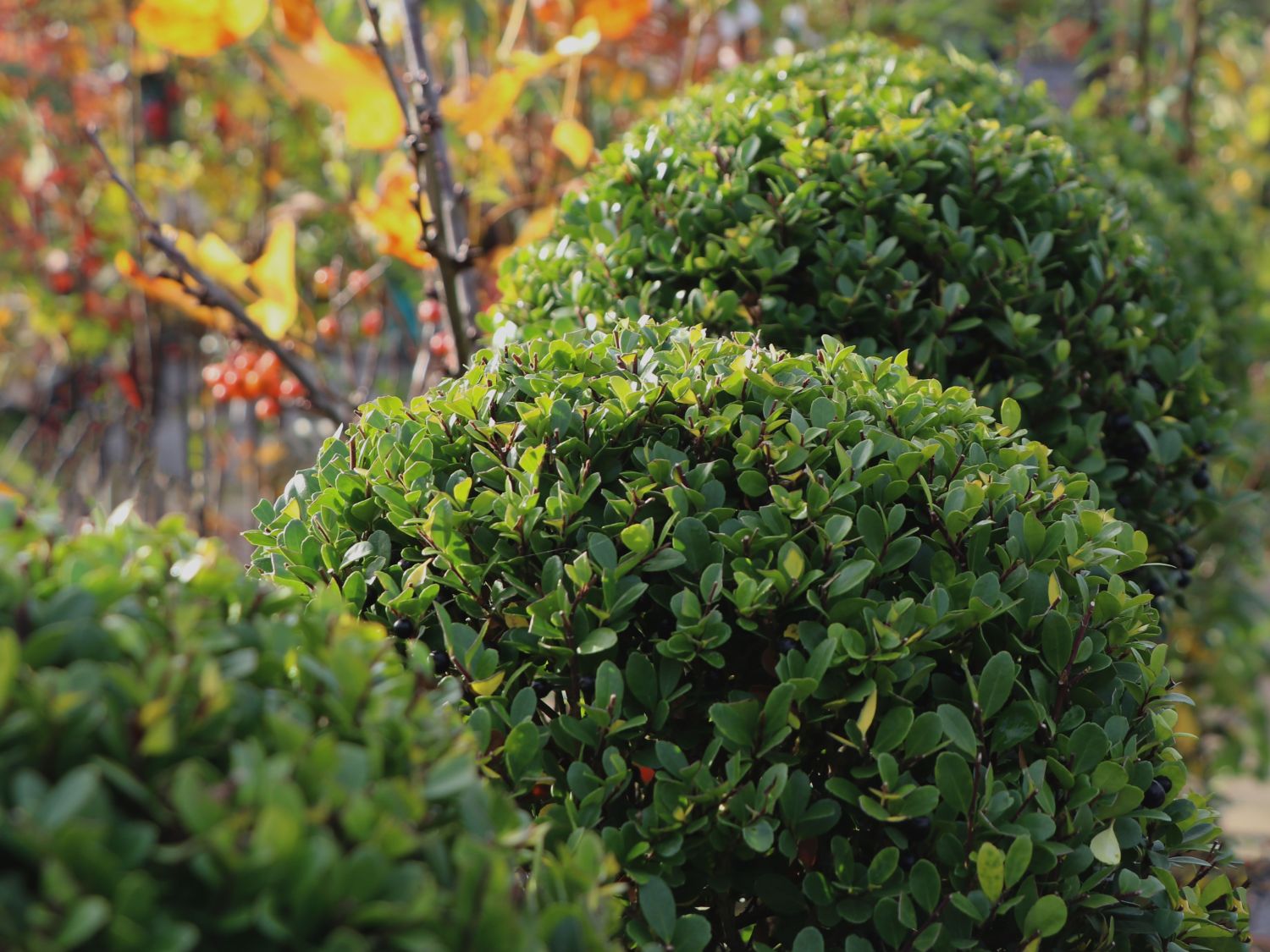 Löffel-Ilex 'Dark Green' ® (Kugel) - Ilex crenata 'Dark Green' ® (Kugel)