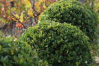 Löffel-Ilex 'Dark Green' ® (Kugel) - Ilex crenata 'Dark Green' ® (Kugel)