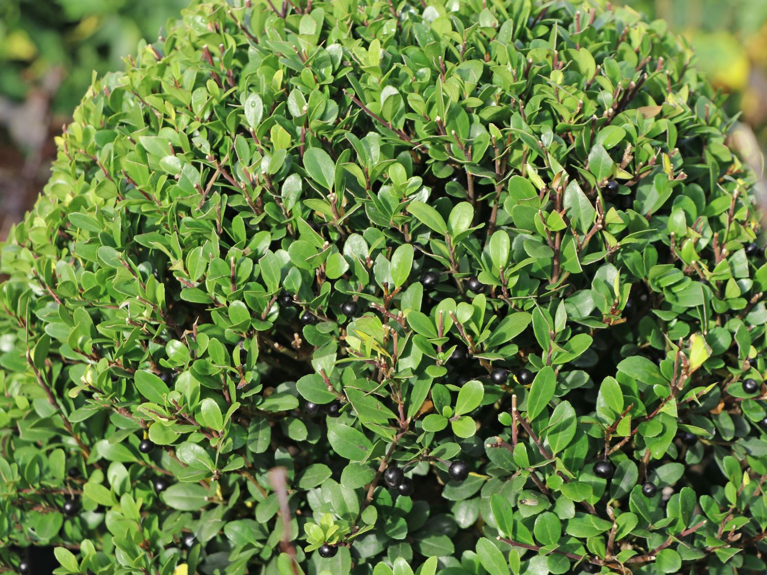 Löffel-Ilex 'Dark Green' ® (Kugel) - Ilex crenata 'Dark Green' ® (Kugel)