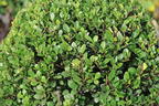Löffel-Ilex 'Dark Green' ® (Kugel) - Ilex crenata 'Dark Green' ® (Kugel)