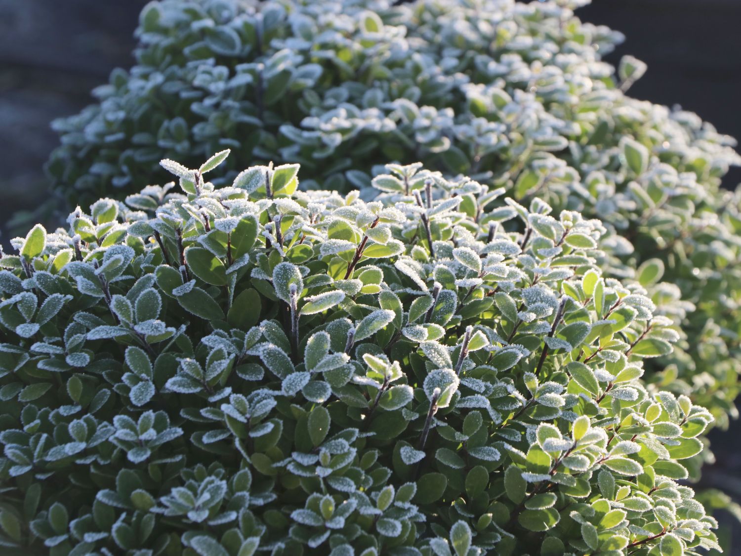 Löffel-Ilex 'Dark Green' ® (Kugel) - Ilex crenata 'Dark Green' ® (Kugel)