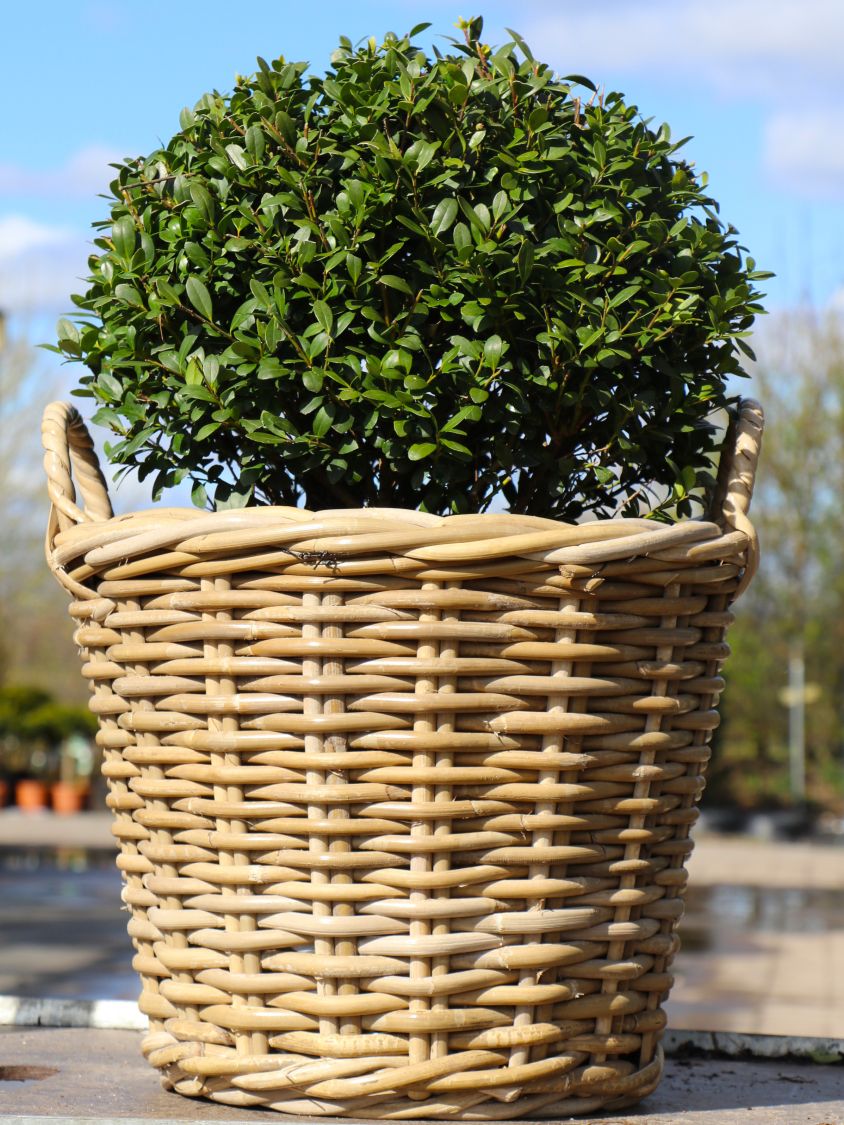 Löffel-Ilex 'Dark Green' ® (Kugel) - Ilex crenata 'Dark Green' ® (Kugel)