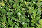 Löffel-Ilex 'ILEX SELECT DARK GREEN BLOND DARK STAR DARK GREEN BLOND ® - Ilex crenata 'ILEX SELECT DARK GREEN BLOND DARK STAR DARK GREEN BLOND ®