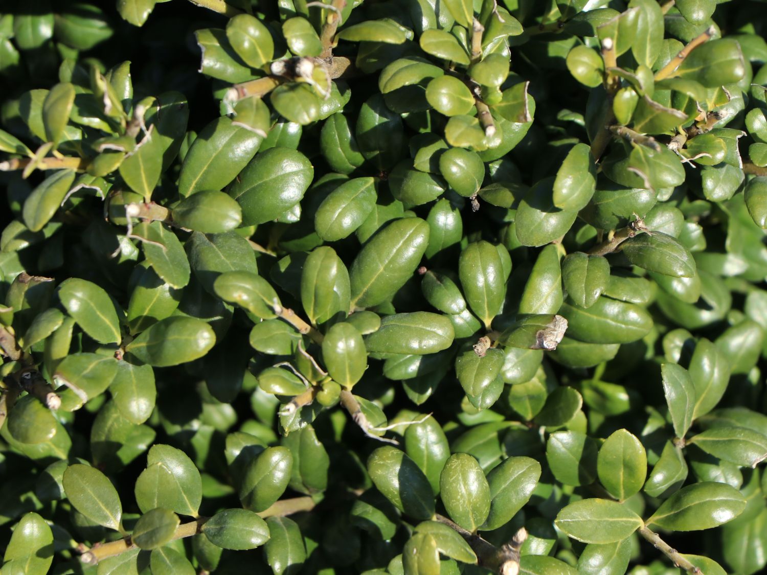 Löffel-Ilex / Japanischer Ilex 'Convexa' (Kugel) - Ilex crenata 'Convexa' (Kugel)