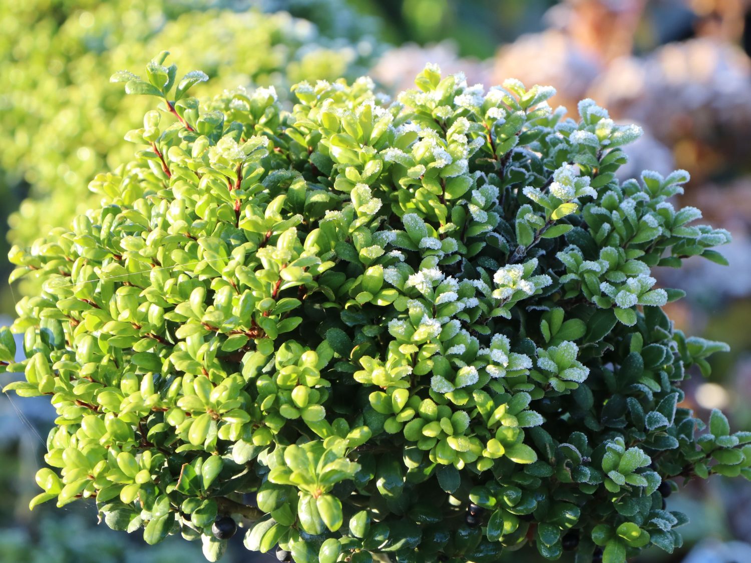 Löffel-Ilex / Japanischer Ilex 'Convexa' (Kugel) - Ilex crenata 'Convexa' (Kugel)