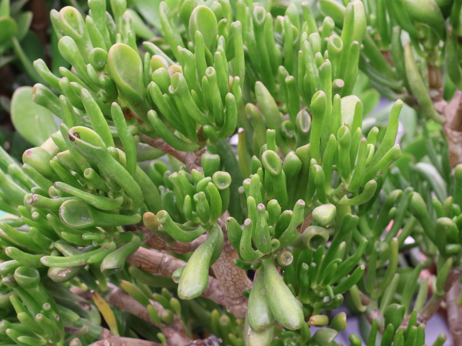 Dickblatt (Crassula)