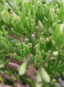 Dickblatt (Crassula)