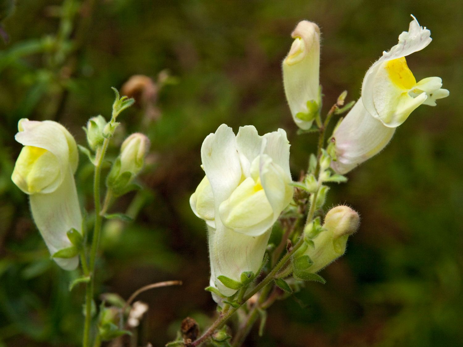 Löwenmäuler (Antirrhinum)