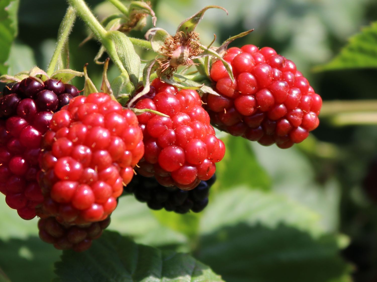 Loganbeere / Himbeere / Brombeere