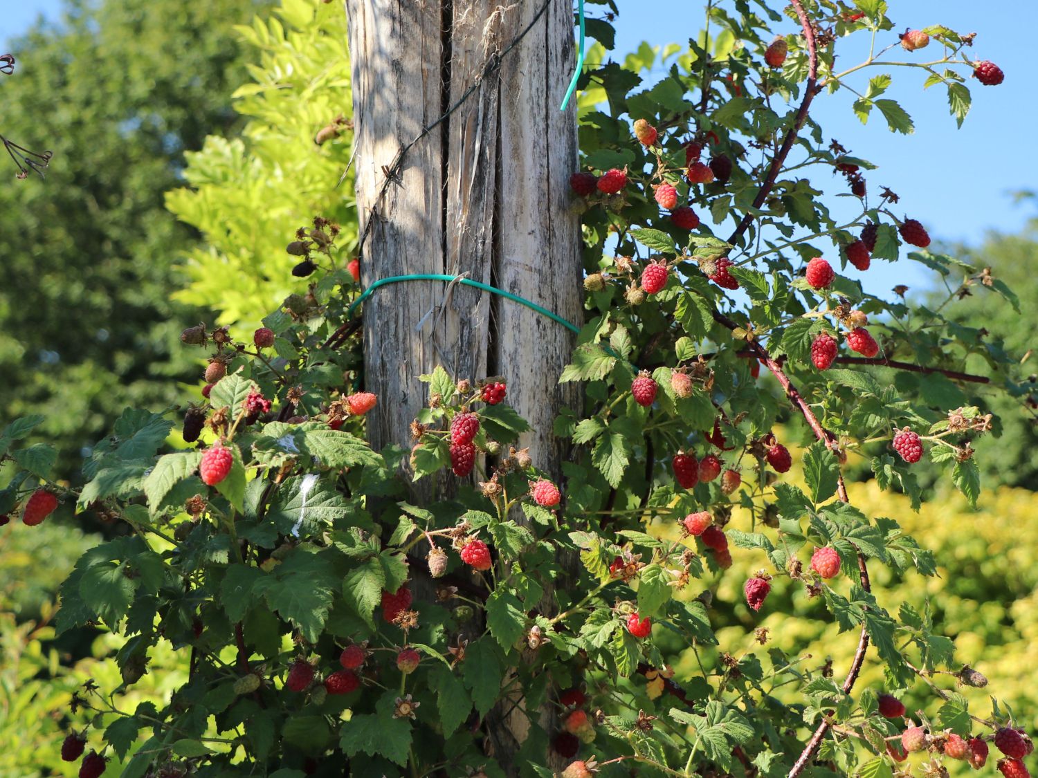 Loganbeere / Himbeere / Brombeere - Rubus loganobaccus
