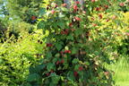 Loganbeere / Himbeere / Brombeere - Rubus loganobaccus