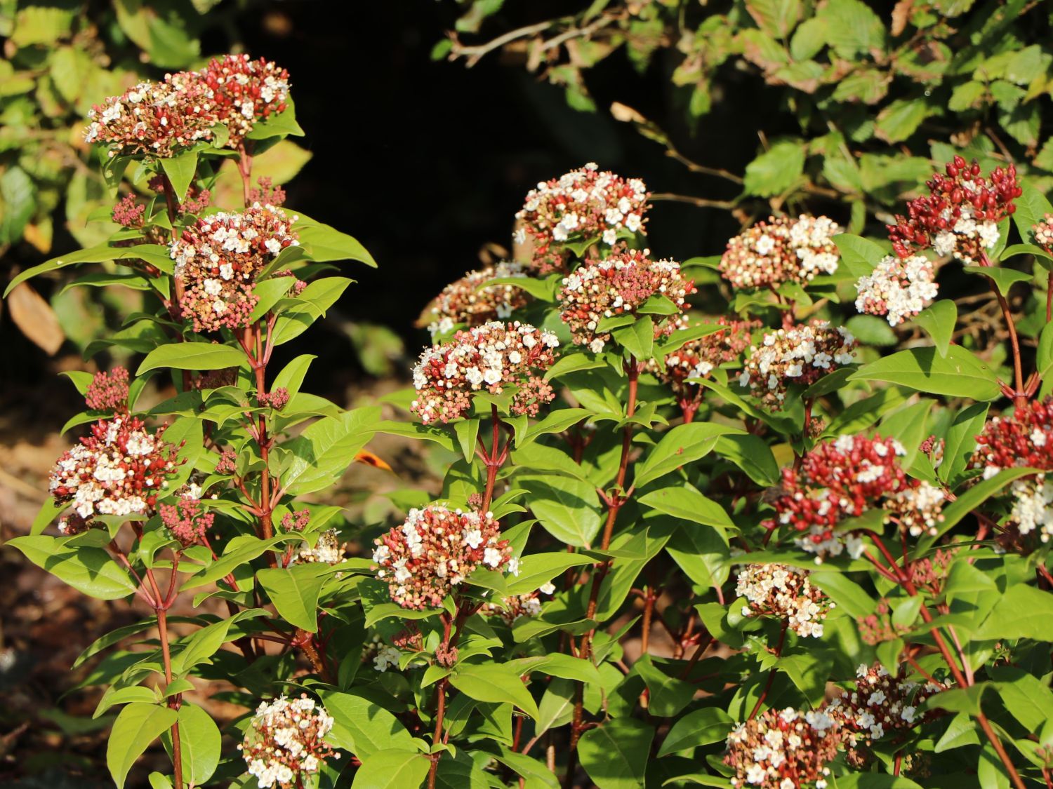 Lorbeer-Schneeball 'Spirit' - Viburnum tinus 'Spirit'