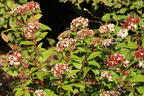 Lorbeer-Schneeball 'Spirit' - Viburnum tinus 'Spirit'