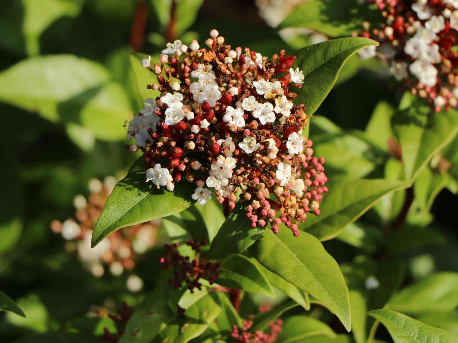 Lorbeer-Schneeball 'Spirit' - Viburnum tinus 'Spirit'
