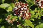 Lorbeer-Schneeball 'Spirit' - Viburnum tinus 'Spirit'