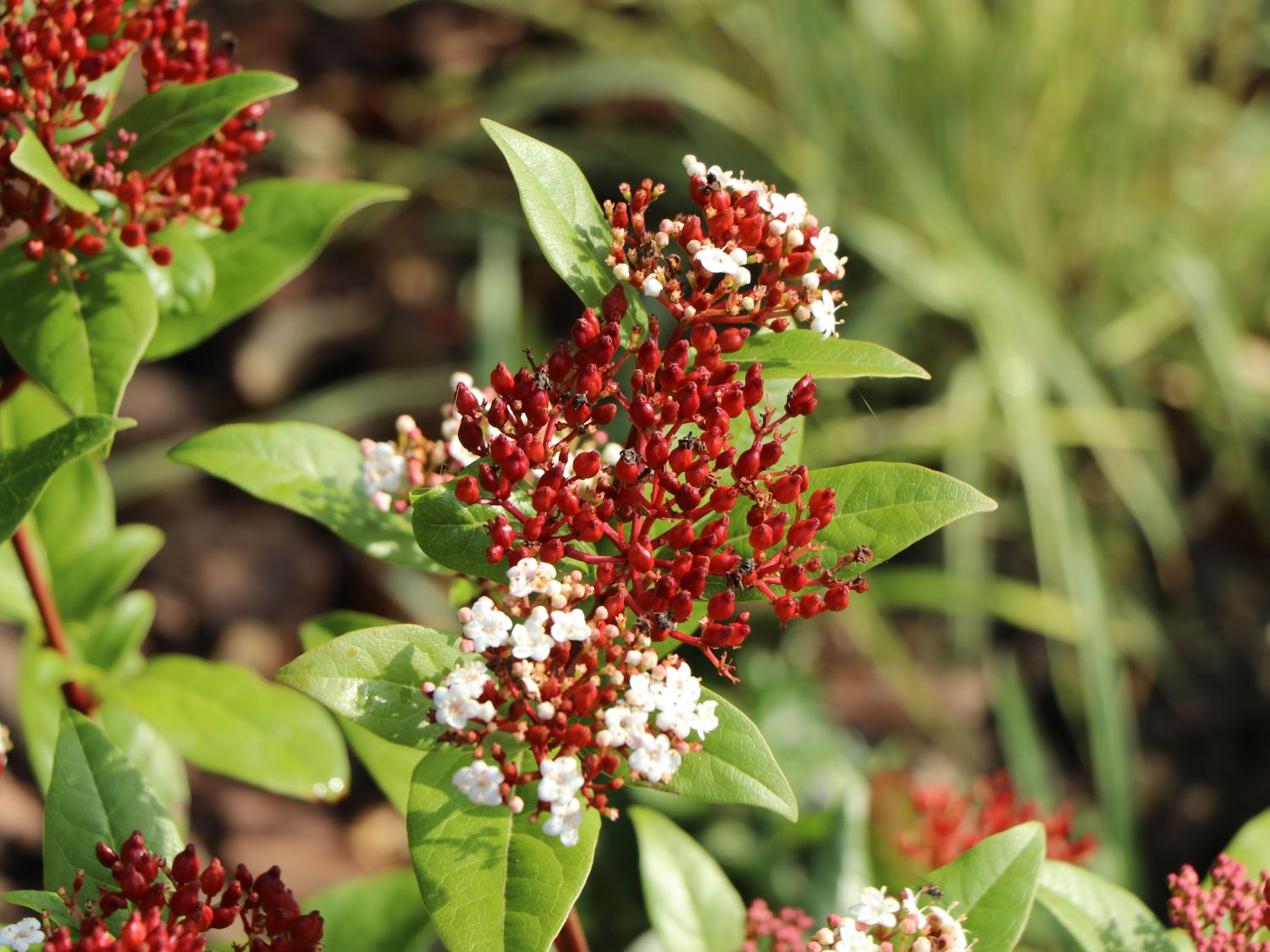 Lorbeer-Schneeball 'Spirit' - Viburnum tinus 'Spirit'