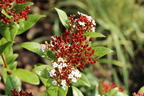 Lorbeer-Schneeball 'Spirit' - Viburnum tinus 'Spirit'