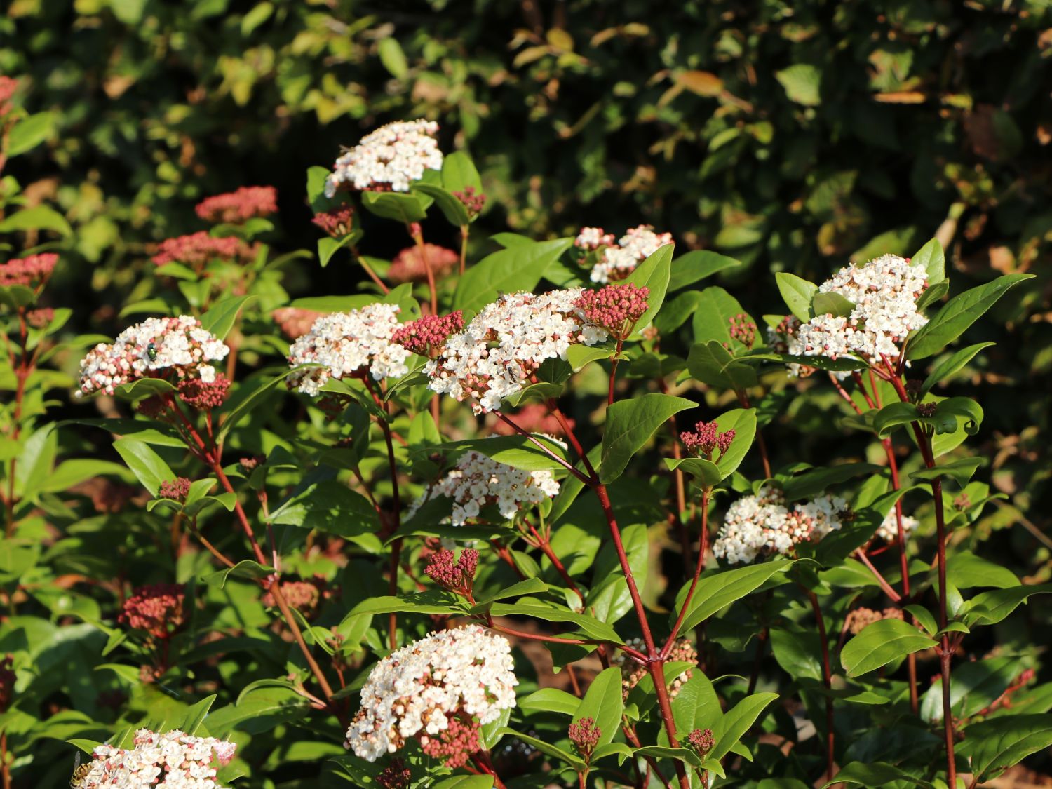 Lorbeer-Schneeball 'Spirit' - Viburnum tinus 'Spirit'